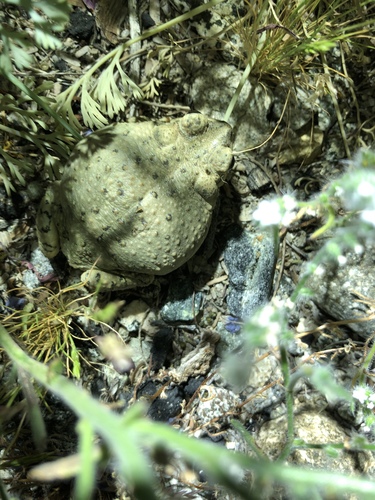 iNaturalist observation photo of Red-spotted Toad