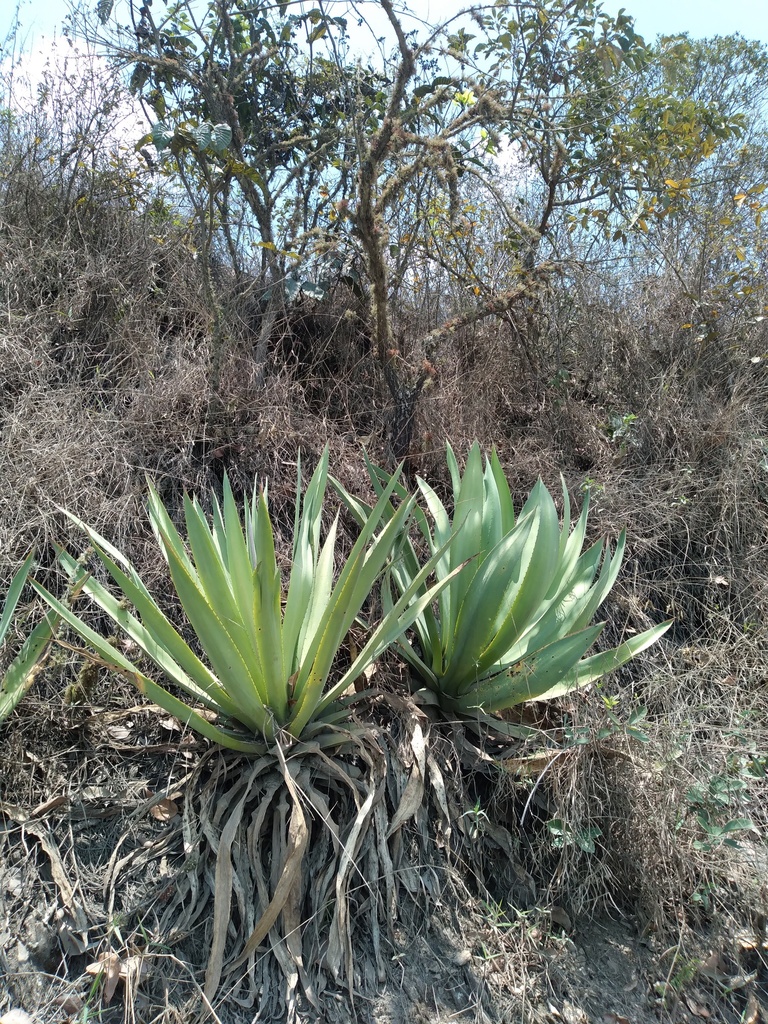 Furcraea boliviensis