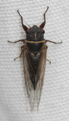 Tibicininae