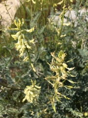 Astragalus oxyphysus
