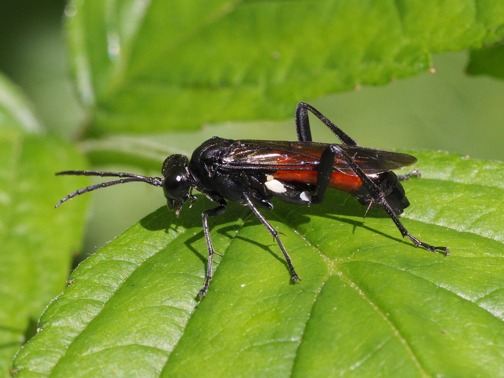 Flecked Strider