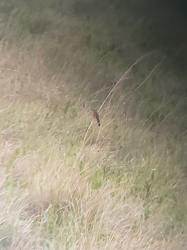 Fan-tailed Grassbird (Catriscus brevirostris), photo 7