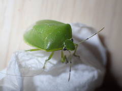 Glaucias subpunctatus