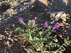 Astragalus allochrous