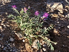 Astragalus allochrous