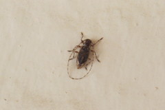 Eutrichillus comus