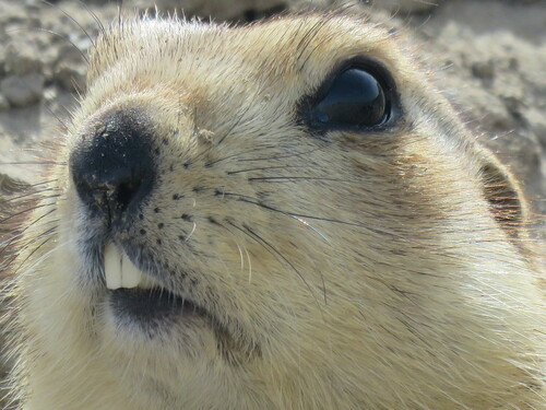 Yellow Ground Squirrel