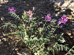 Astragalus allochrous