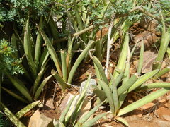 Sansevieria aethiopica