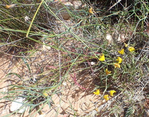 Image of Lebeckia pauciflora by (c) Nicola van Berkel, some rights reserved (CC BY-SA)