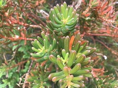 Gyrostemon heterophyllus (Gyrostemon)