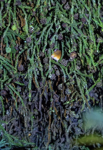 Niviventer fulvescens observed 2023-11-04