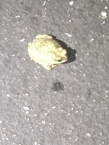 iNaturalist observation photo of Red-spotted Toad