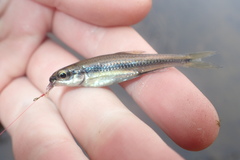 Notropis petersoni