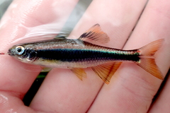 Pteronotropis metallicus