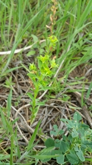 Euphorbia spathulata