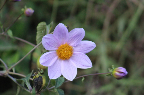 Dahlia imperialis