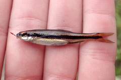 Pteronotropis harperi