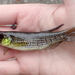 Russetfin Topminnow - Photo (c) Noah Daun, some rights reserved (CC BY-NC), uploaded by Noah Daun
