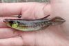 Russetfin Topminnow - Photo (c) Noah Daun, some rights reserved (CC BY-NC), uploaded by Noah Daun