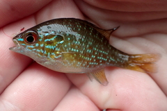Lepomis marginatus