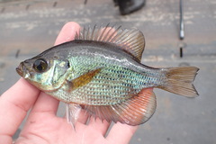 Centrarchus macropterus