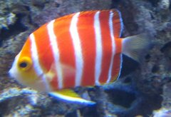 Peppermint Angelfish photo 2