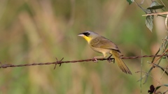 Geothlypis poliocephala