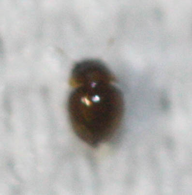 Clambidae
