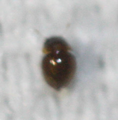 Clambidae
