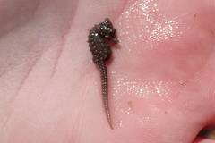 Hippocampus zosterae