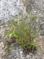 Malacothrix glabrata