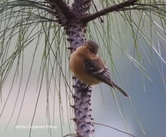 Empidonax fulvifrons