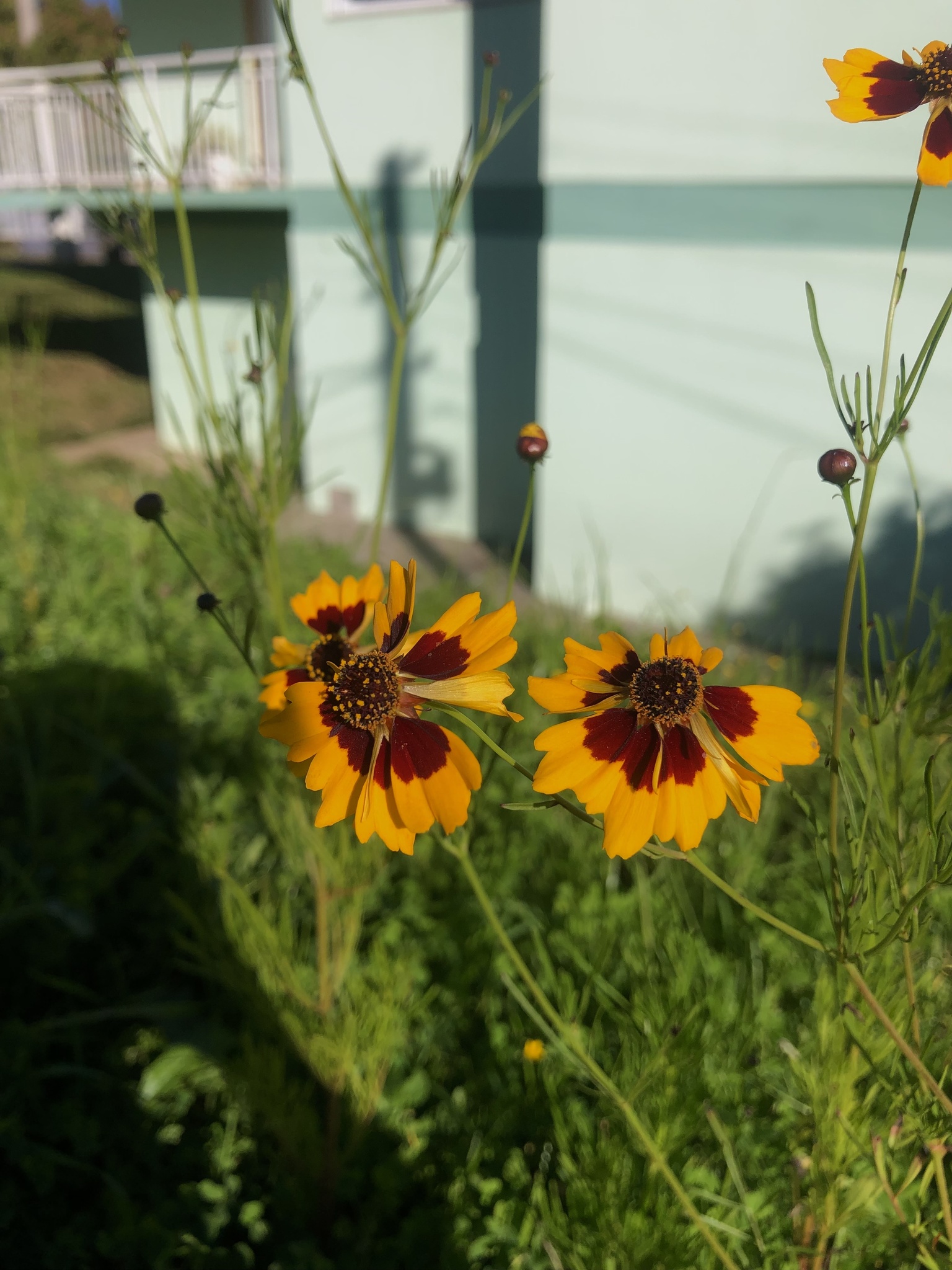 Coreopsis tinctoria
