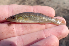 Fundulus seminolis