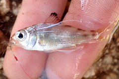 Eucinostomus harengulus