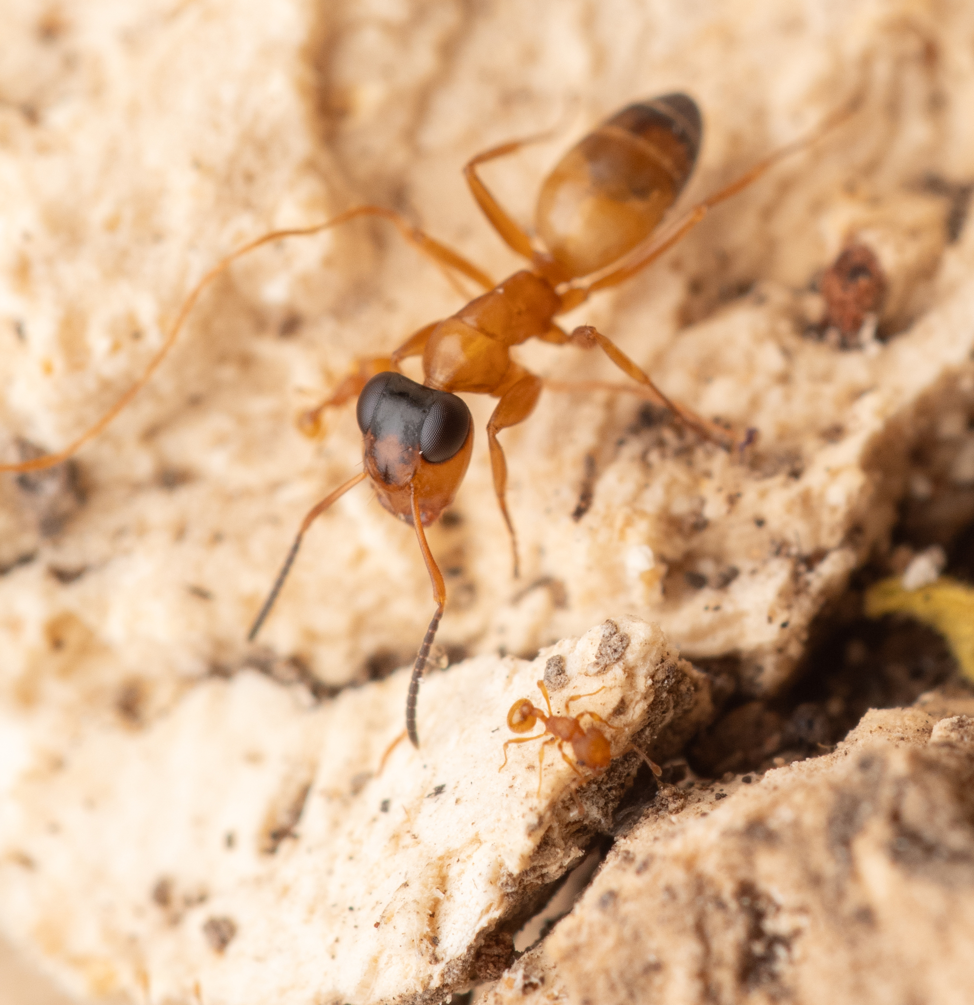 Opisthopsis panops