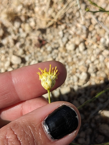 Image of Acamptopappus sphaerocephalus by (c) sdash, some rights reserved (CC BY)