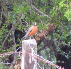 Turdus migratorius