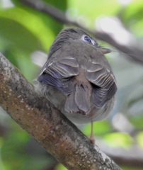 Muscicapa muttui