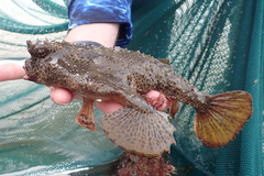 Ogcocephalus cubifrons