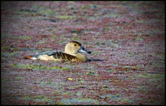 Dendrocygna javanica