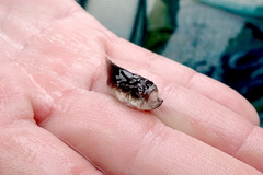 Astroscopus y-graecum