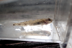 Ctenogobius boleosoma