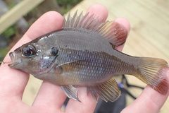 Lepomis punctatus