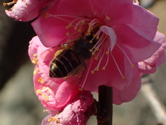 Apis cerana japonica