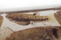 Heterandria formosa
