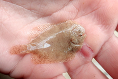 Trinectes maculatus