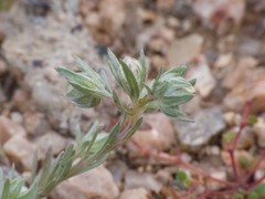 Stylocline micropoides