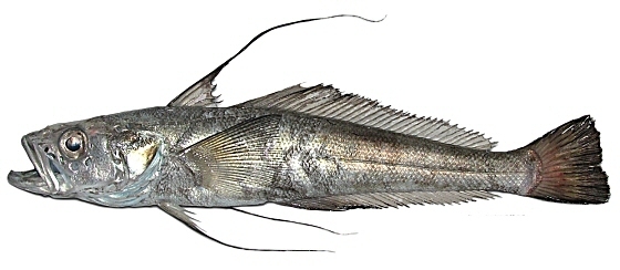 Longfin Icedevil